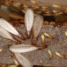 control termitas 500 x 500